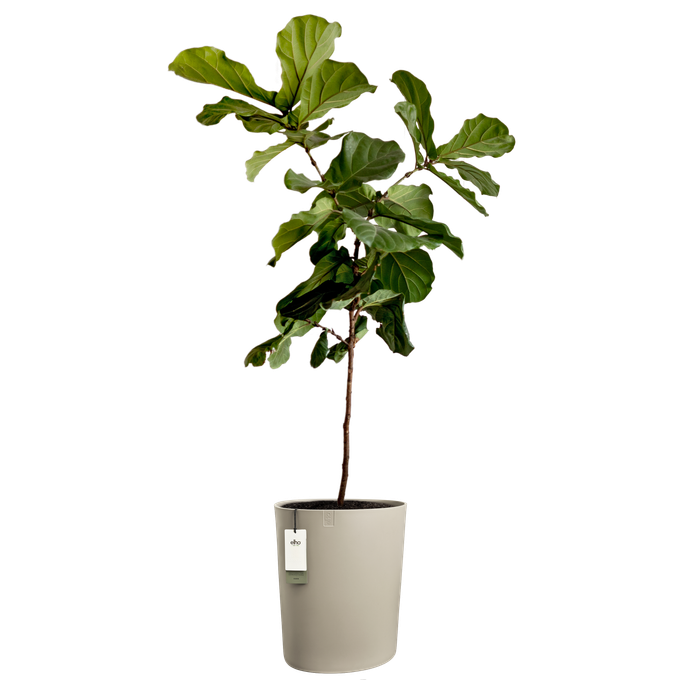 eden aquacare high 40cm zacht taupe